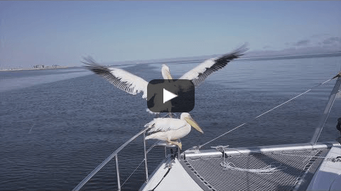 Ep.6 - Boarded by Pelicans and Seals in Namibia